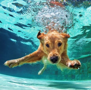 Illustration de l'article : 16 photos de chiots qui incarnent la mignonnerie à son plus haut niveau