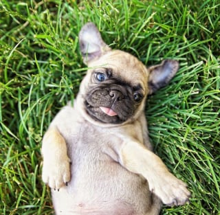 Illustration de l'article : 16 photos de chiots qui incarnent la mignonnerie à son plus haut niveau