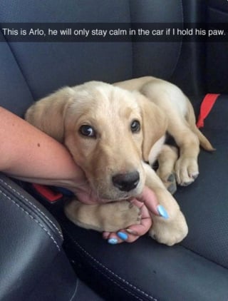 Illustration de l'article : 16 photos de chiots qui incarnent la mignonnerie à son plus haut niveau