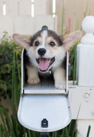 Illustration de l'article : 16 photos de chiots qui incarnent la mignonnerie à son plus haut niveau