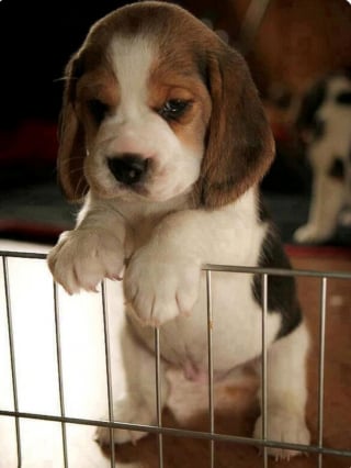 Illustration de l'article : 16 photos de chiots qui incarnent la mignonnerie à son plus haut niveau