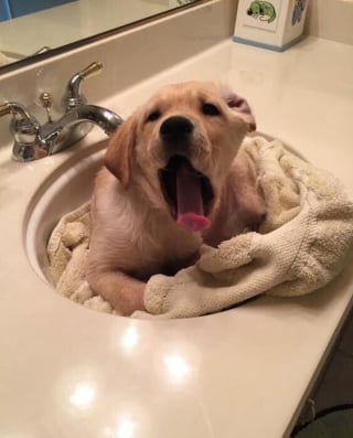 Illustration de l'article : 16 photos de chiots qui incarnent la mignonnerie à son plus haut niveau