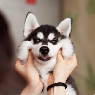 Illustration de l'article : 16 photos de chiots qui incarnent la mignonnerie à son plus haut niveau