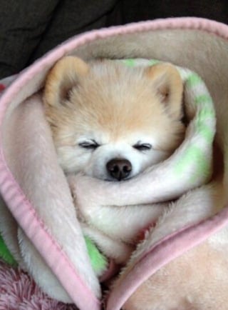 Illustration de l'article : 16 photos de chiots qui incarnent la mignonnerie à son plus haut niveau