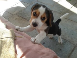 Illustration de l'article : 16 photos de chiots qui incarnent la mignonnerie à son plus haut niveau