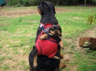 Illustration de l'article : 16 photos de chiots qui incarnent la mignonnerie à son plus haut niveau