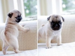 Illustration de l'article : 16 photos de chiots qui incarnent la mignonnerie à son plus haut niveau