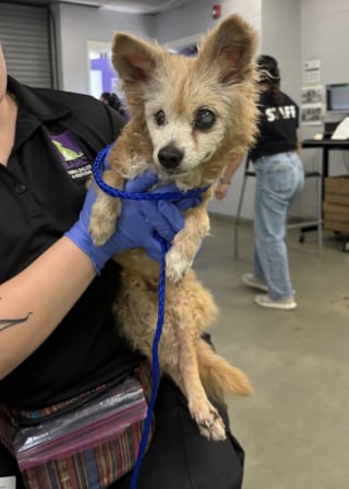 Illustration de l'article : Abandonnée à cause de sa vieillesse, cette chienne de 22 ans sourde et aveugle trouve du réconfort auprès d'une bénévole