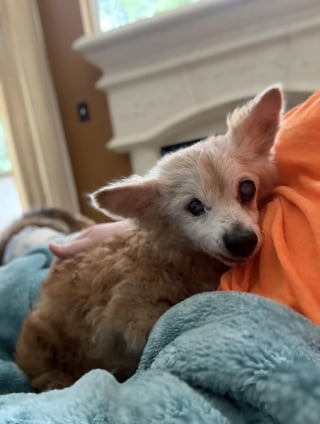 Illustration de l'article : Abandonnée à cause de sa vieillesse, cette chienne de 22 ans sourde et aveugle trouve du réconfort auprès d'une bénévole