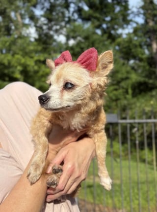 Illustration de l'article : Abandonnée à cause de sa vieillesse, cette chienne de 22 ans sourde et aveugle trouve du réconfort auprès d'une bénévole