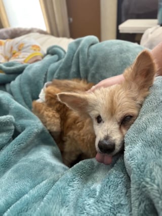 Illustration de l'article : Abandonnée à cause de sa vieillesse, cette chienne de 22 ans sourde et aveugle trouve du réconfort auprès d'une bénévole