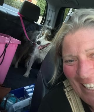 Illustration de l'article : Introuvable depuis un grave accident de voiture cette chienne est découverte 4 jours après dans la camionnette impliquée