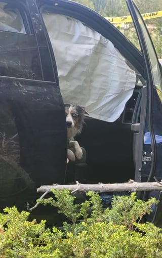 Illustration de l'article : Introuvable depuis un grave accident de voiture cette chienne est découverte 4 jours après dans la camionnette impliquée