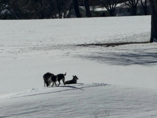 Illustration de l'article : Disparu depuis 1 an, ce chien a survécu en compagnie d'une meute de coyotes, avant de retrouver sa famille