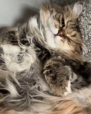Illustration de l'article : Cette chatte en surpoids et diab&eacute;tique participe aux s&eacute;ances de sport en famille avec plus ou moins d'enthousiasme (vid&eacute;o)