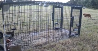 Illustration de l'article : Après 3 mois de disparition cette chienne est retrouvée à 100 kilomètres grâce à une cage connectée de haute technologie