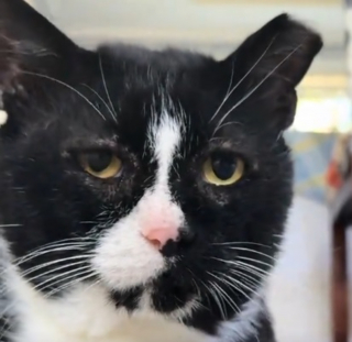 Illustration de l'article : Cet ancien chat des rues affiche une impressionnante musculature fa&ccedil;onn&eacute;e par sa vie d'errance depuis la fen&ecirc;tre de sa nouvelle maison (vid&eacute;o)
