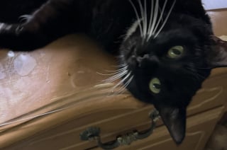 Illustration de l'article : Une femme rencontre une chatte de 4 ans sur le bord d’une route et lui offre l’opportunité d’une deuxième chance au sein d’une famille