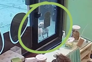 Illustration de l'article : Un chien perdu dont la laisse s’est rompue trouve seul son chemin jusqu’à la garderie où il adore aller (vidéo)
