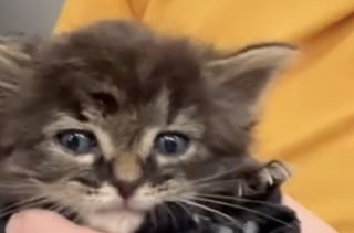 Illustration de l'article : Couvé par le chien du foyer, ce chaton qui ne devait rester que temporairement vient d’être adopté par sa famille d’accueil (vidéo)