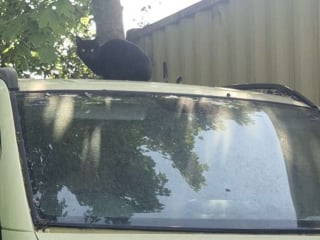 Illustration de l'article : En réparant un vieux camion, un homme trouve des chatons cachés sous le capot et leur permet de grandir en lieu sûr