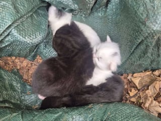 Illustration de l'article : En réparant un vieux camion, un homme trouve des chatons cachés sous le capot et leur permet de grandir en lieu sûr