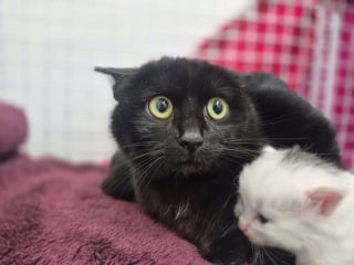 Illustration de l'article : En réparant un vieux camion, un homme trouve des chatons cachés sous le capot et leur permet de grandir en lieu sûr