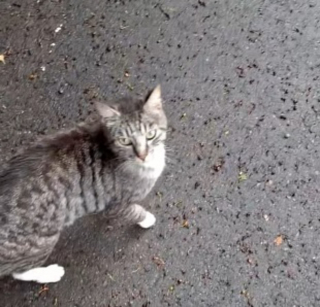 Illustration de l'article : Un chat strasbourgeois s'&eacute;chappe de sa caisse de transport et dispara&icirc;t, une b&eacute;n&eacute;vole le retrouve apr&egrave;s 2 ans et demi gr&acirc;ce &agrave; sa puce