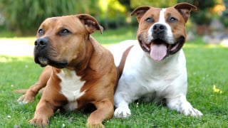 Illustration de l'article : 12 races de chiens populaires en France