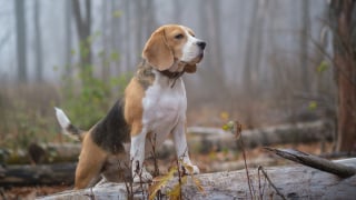 Illustration de l'article : 12 races de chiens populaires en France