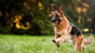 Illustration de l'article : 12 races de chiens populaires en France
