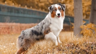 Illustration de l'article : 12 races de chiens populaires en France