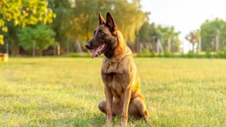 Illustration de l'article : 12 races de chiens populaires en France