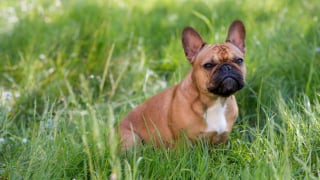 Illustration de l'article : 12 races de chiens populaires en France