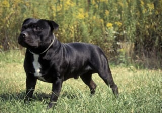 Illustration de l'article : 12 races de chiens populaires en France