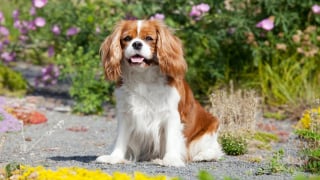 Illustration de l'article : 12 races de chiens populaires en France