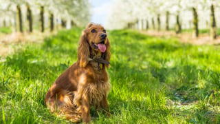 Illustration de l'article : 12 races de chiens populaires en France