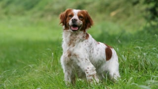 Illustration de l'article : 12 races de chiens populaires en France