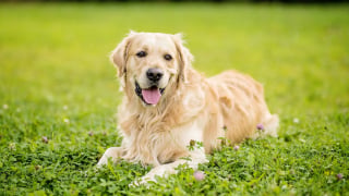 Illustration de l'article : 12 races de chiens populaires en France