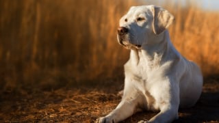 Illustration de l'article : 12 races de chiens populaires en France