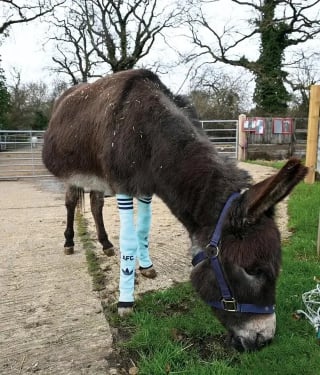 Illustration de l'article : Ce grand club de foot recycle ses vieilles chaussettes pour aider les chevaux et les &acirc;nes d&rsquo;un sanctuaire animalier (vid&eacute;o)