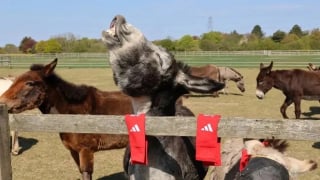 Illustration de l'article : Ce grand club de foot recycle ses vieilles chaussettes pour aider les chevaux et les &acirc;nes d&rsquo;un sanctuaire animalier (vid&eacute;o)
