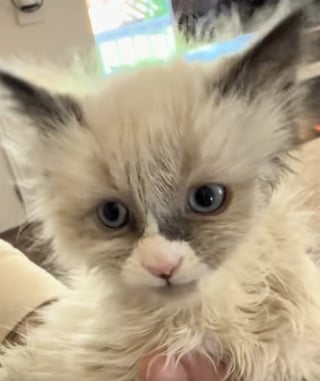 Illustration de l'article : Ils entendent des miaulements dans leur mur et trouvent un chaton atteint d’un trouble neurologique qui les bouleverse (vidéo)