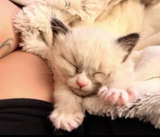 Illustration de l'article : Ils entendent des miaulements dans leur mur et trouvent un chaton atteint d’un trouble neurologique qui les bouleverse (vidéo)