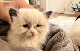 Illustration de l'article : Ils entendent des miaulements dans leur mur et trouvent un chaton atteint d’un trouble neurologique qui les bouleverse (vidéo)