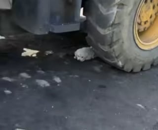 Illustration de l'article : « Il essayait de se faire aussi petit et invisible que possible », ce chiot terrorisé caché sous un camion n’attendait que d’être sauvé