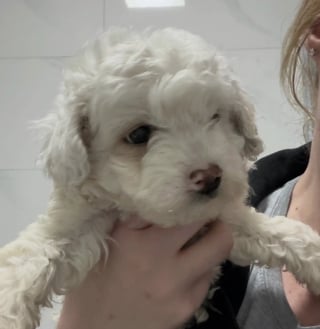 Illustration de l'article : « Il essayait de se faire aussi petit et invisible que possible », ce chiot terrorisé caché sous un camion n’attendait que d’être sauvé
