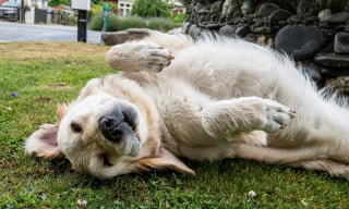 Illustration de l'article : Vrai ou faux : un chien qui dort sur le dos se sent-il en sécurité absolue ?