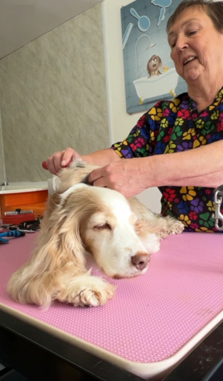 Illustration de l'article : Une communauté de toiletteurs se mobilise pour prendre en charge les chiens des clients de leur collègue atteinte d'un cancer