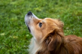 Illustration de l'article : Les chiens font physiologiquement la différence entre un visage triste et joyeux, selon une étude